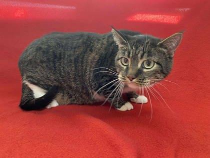 Lovey, Adoptable, Adult Female Domestic Short Hair & Domestic Short Hair.