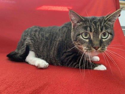 Lovey, a Adoptable Domestic Short Hair in McCook, NE image 2/2