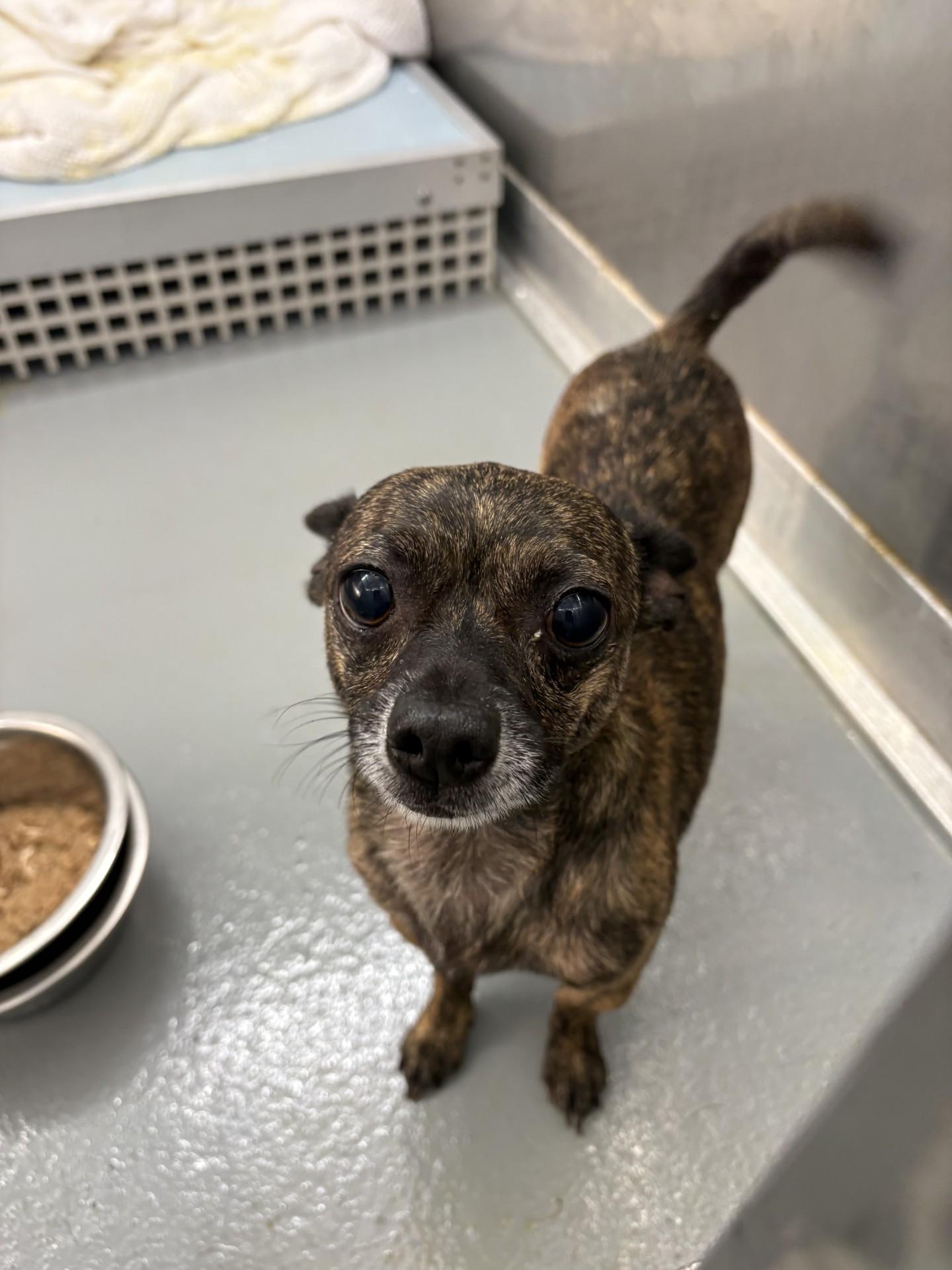 Poquito, Adopted, Adult Male Chihuahua.