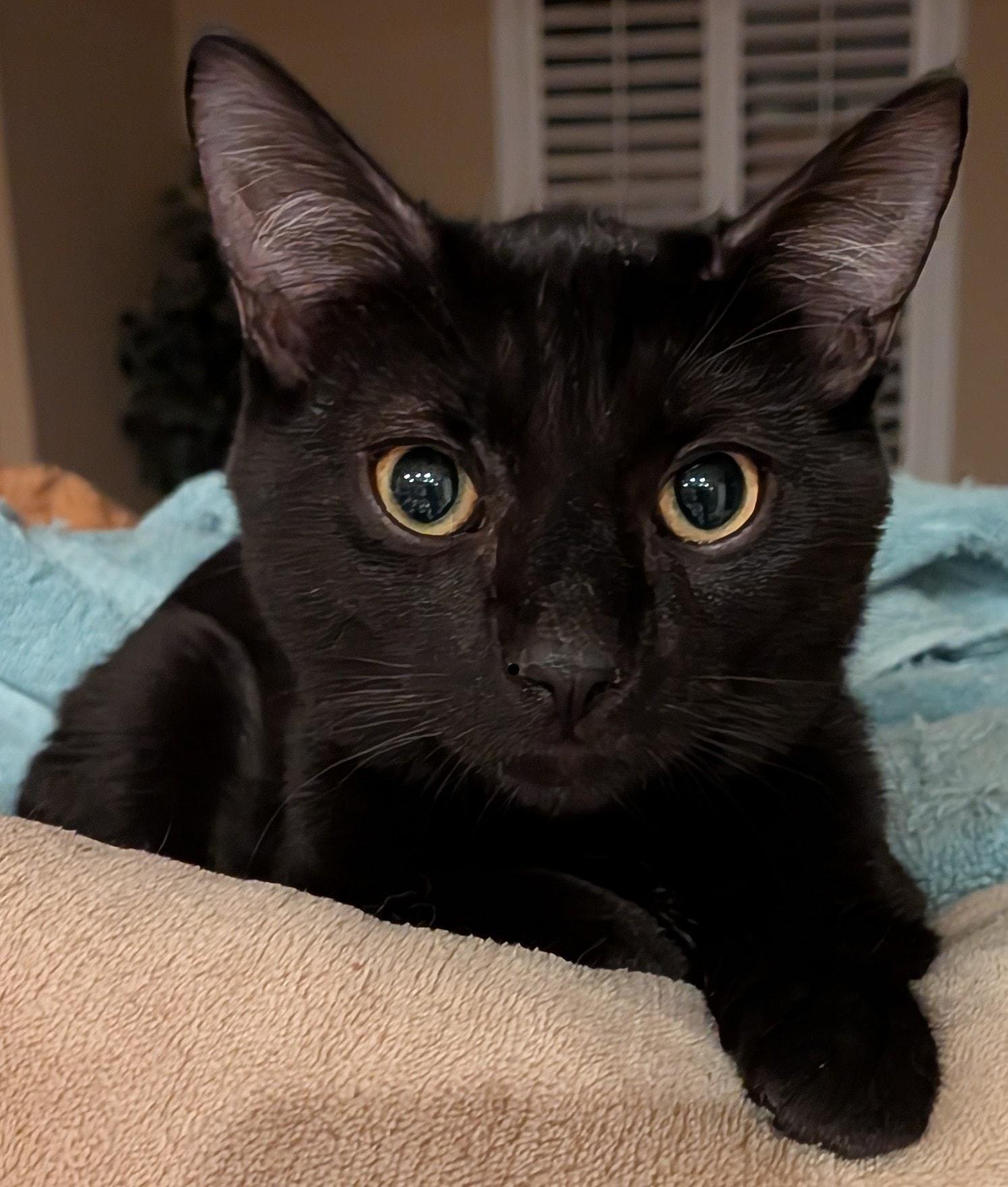 Nash