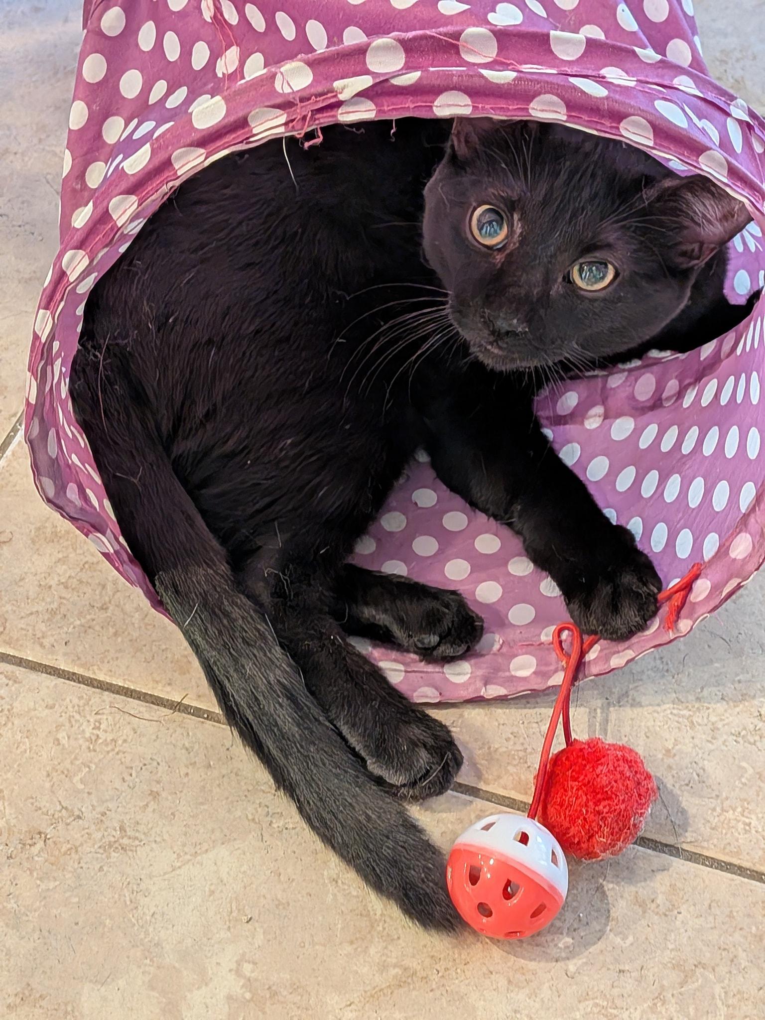Nash