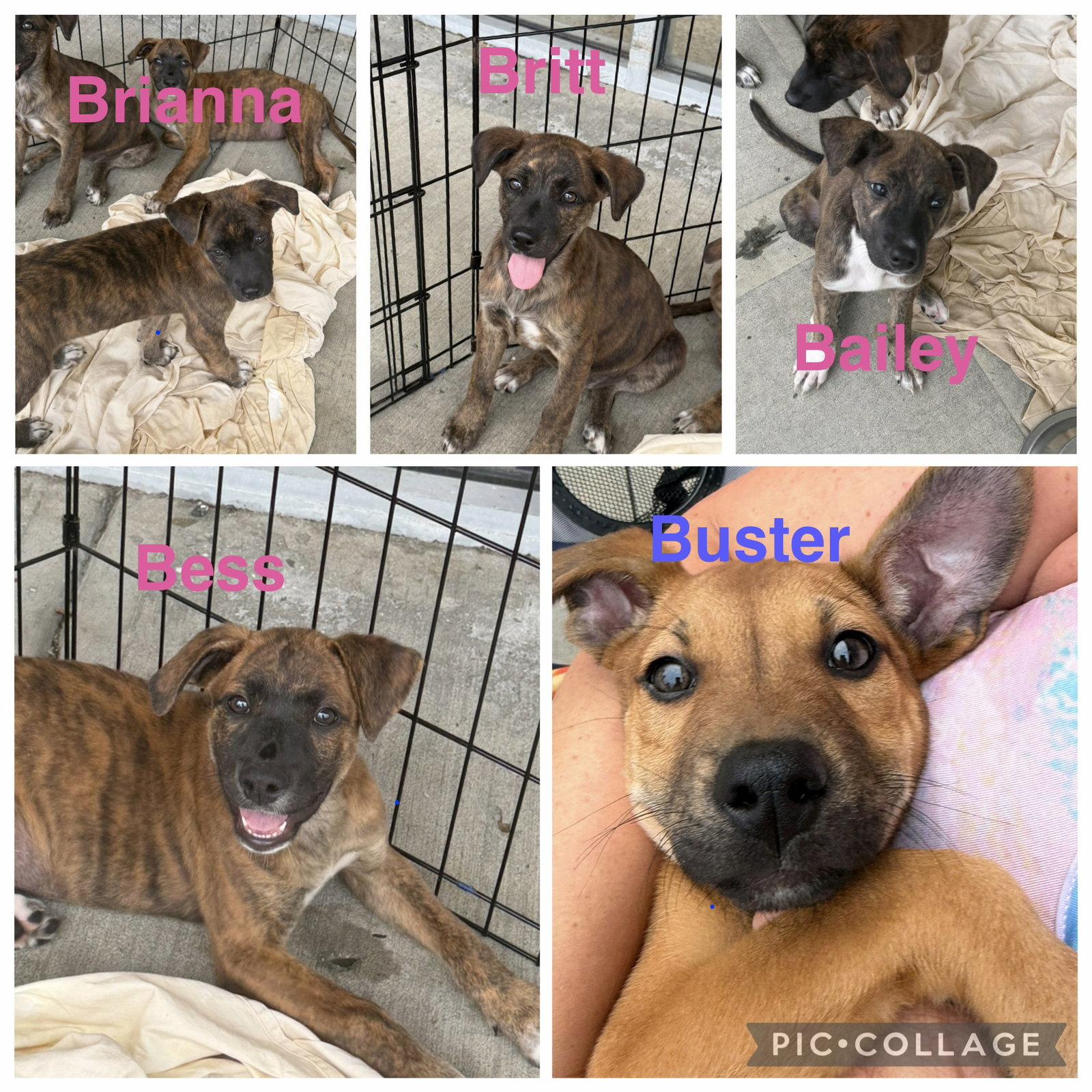 Enlarge Britt, a Adoptable mixed breed in Union Beach, NJ image 1/3
