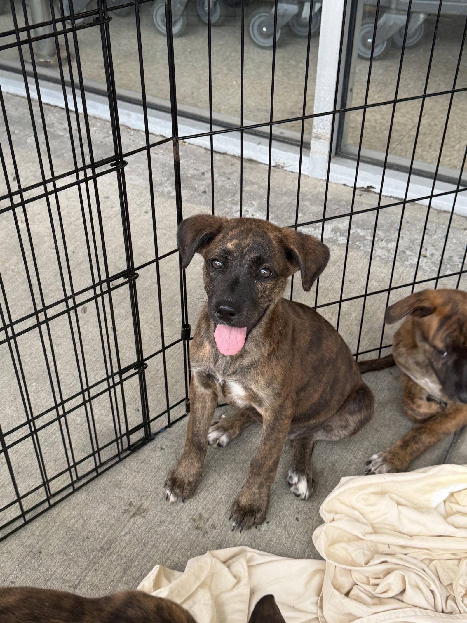 Enlarge Britt, a Adoptable mixed breed in Union Beach, NJ image 2/3
