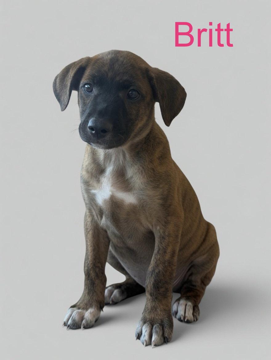 Enlarge Britt, a Adoptable mixed breed in Union Beach, NJ image 3/3
