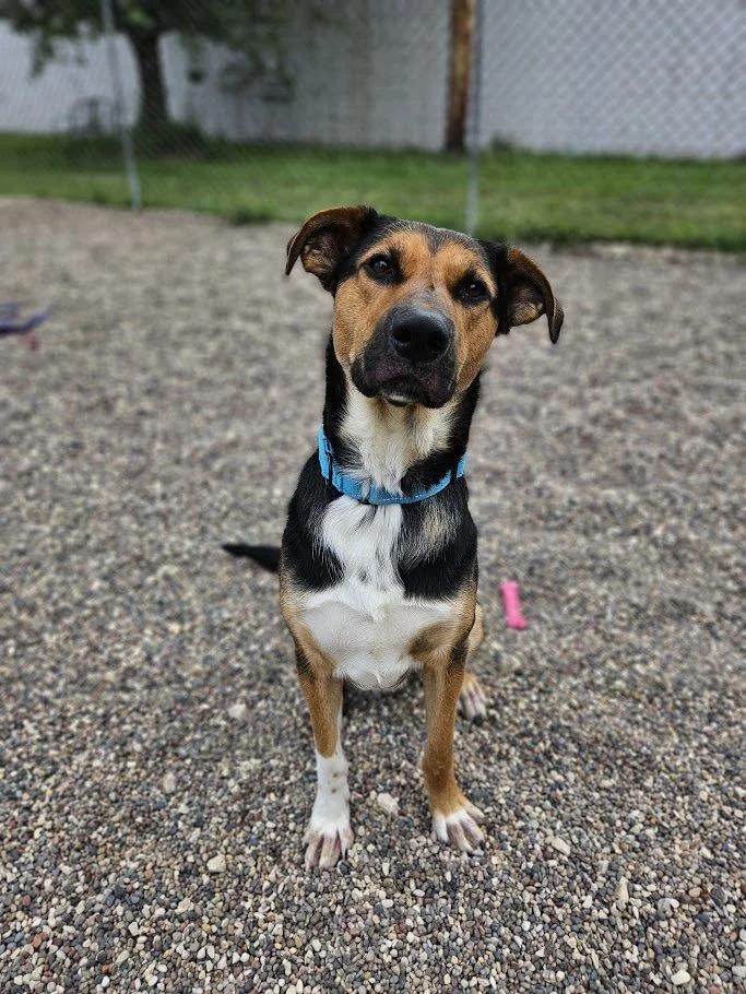 Ranger, a Adoptable mixed breed in Winona, MN image 1/6