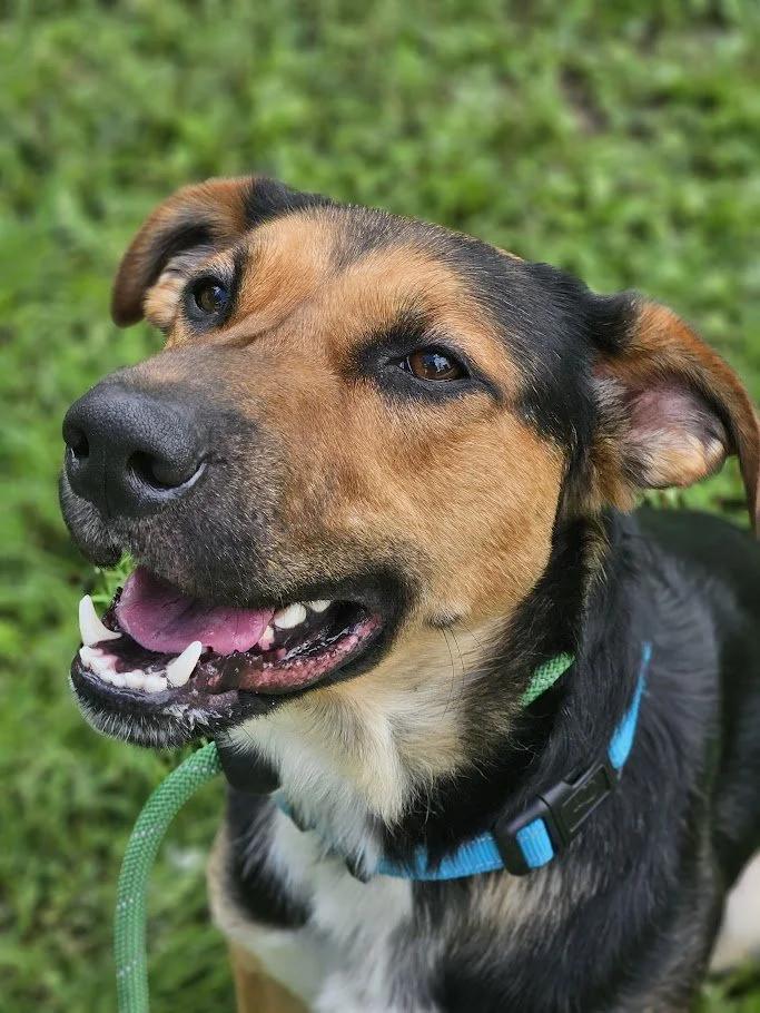 Ranger, a Adoptable mixed breed in Winona, MN image 2/6