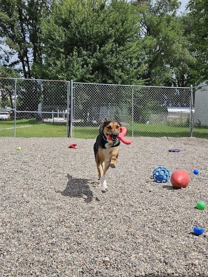 Ranger, a Adoptable mixed breed in Winona, MN image 3/6