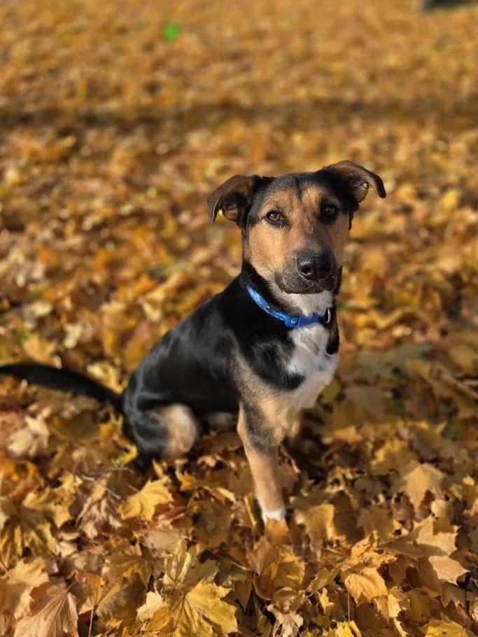 Ranger, Adoptable, Adult Male Shepherd.
