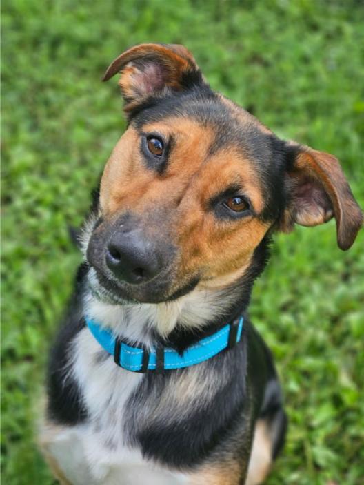 Ranger, a Adoptable mixed breed in Winona, MN image 5/6