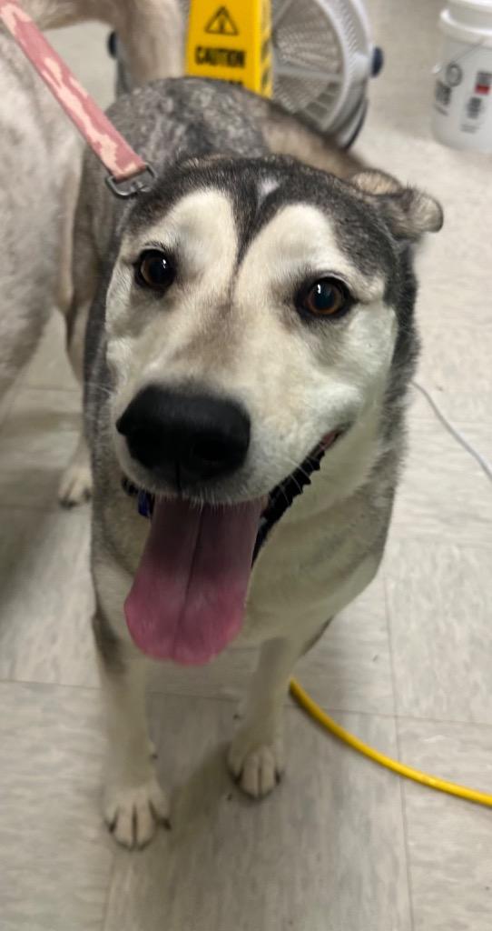 Enlarge Sasha, a Adopted Husky in Mineral, VA image 1/1