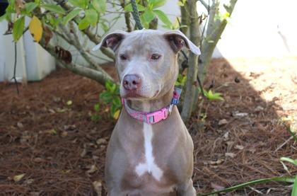 Enlarge Abby, a Adoptable mixed breed in Brunswick, GA image 1/2