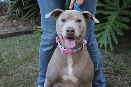 Enlarge Abby, a Adoptable mixed breed in Brunswick, GA image 1/1