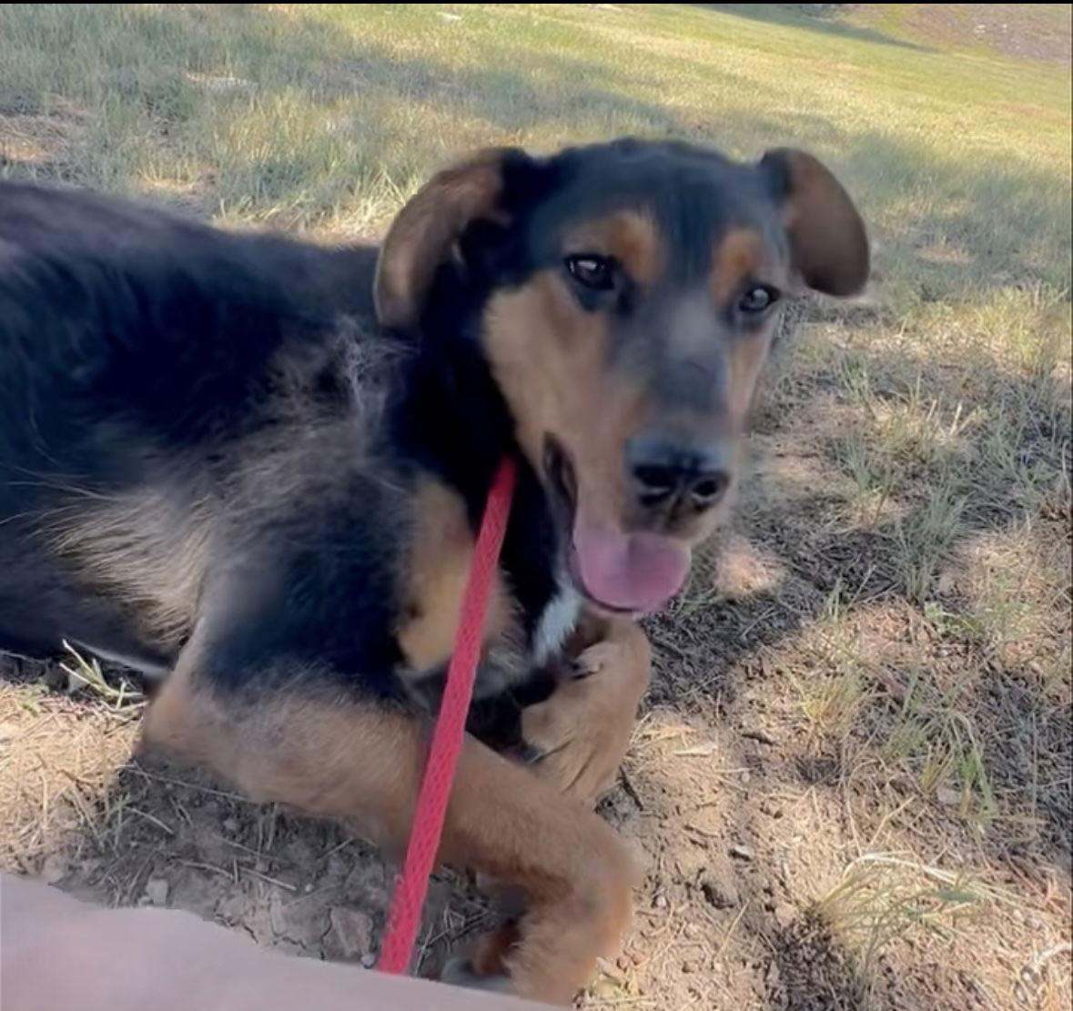 Midnight, Adoptable, Young Female Doberman Pinscher.