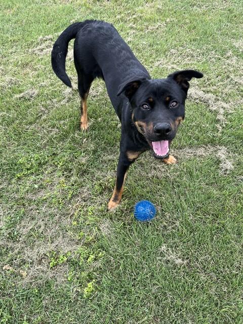 MADDOX, Adoptable, Young Male German Shepherd Dog & Rottweiler.