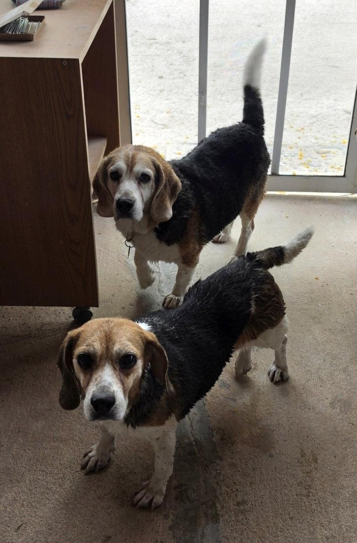 Enlarge Fred, a Adoptable Beagle in Las Vegas, NV image 1/3