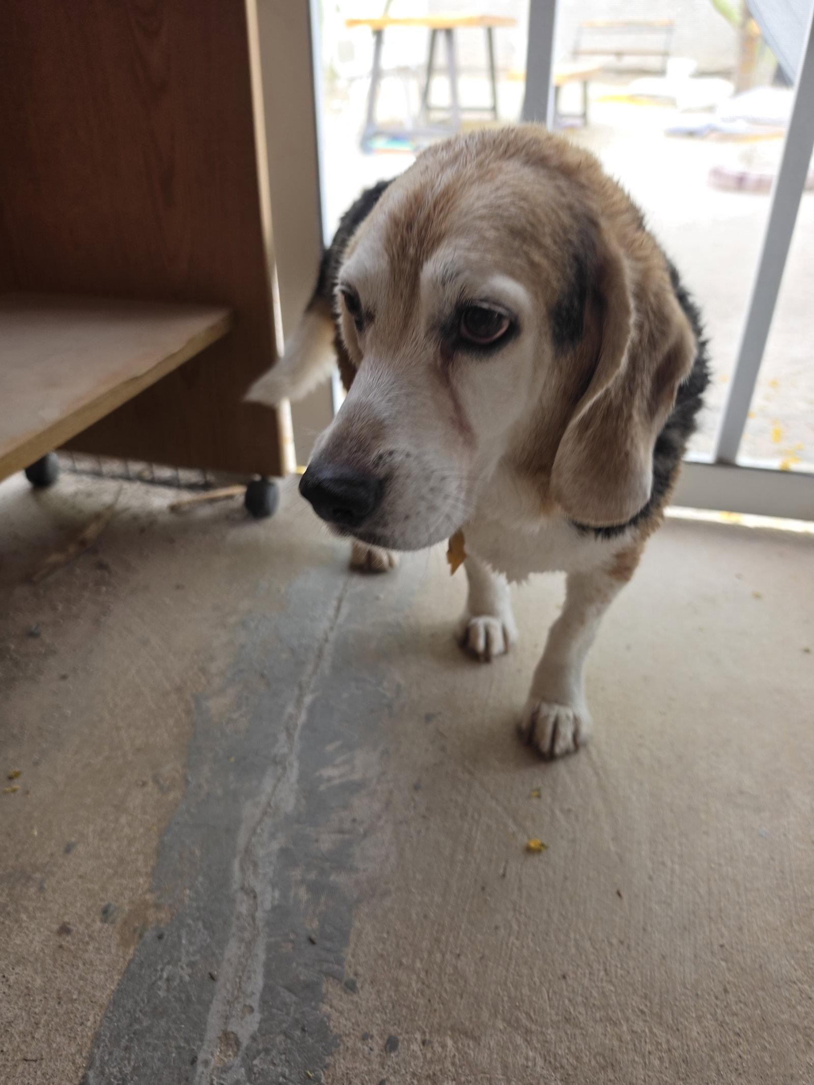 Enlarge Fred, a Adoptable Beagle in Las Vegas, NV image 2/3