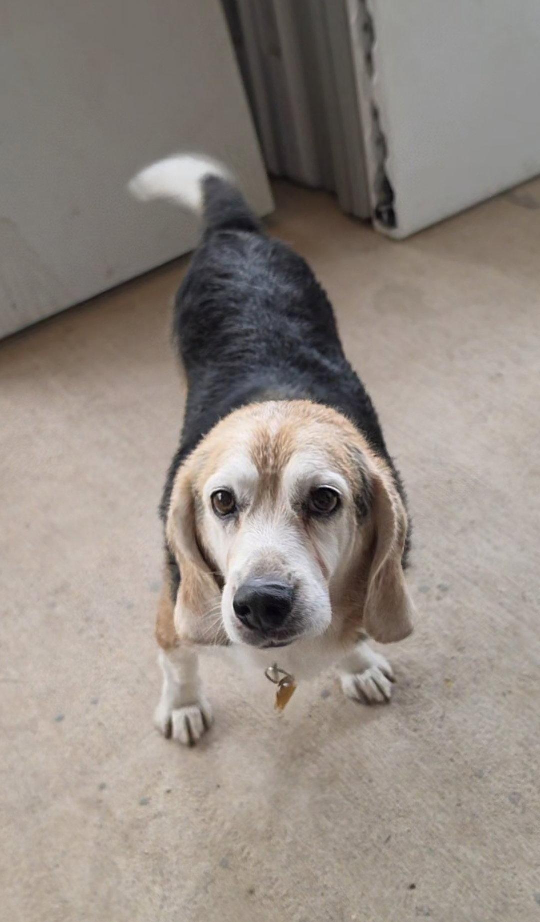 Enlarge Fred, a Adoptable Beagle in Las Vegas, NV image 3/3