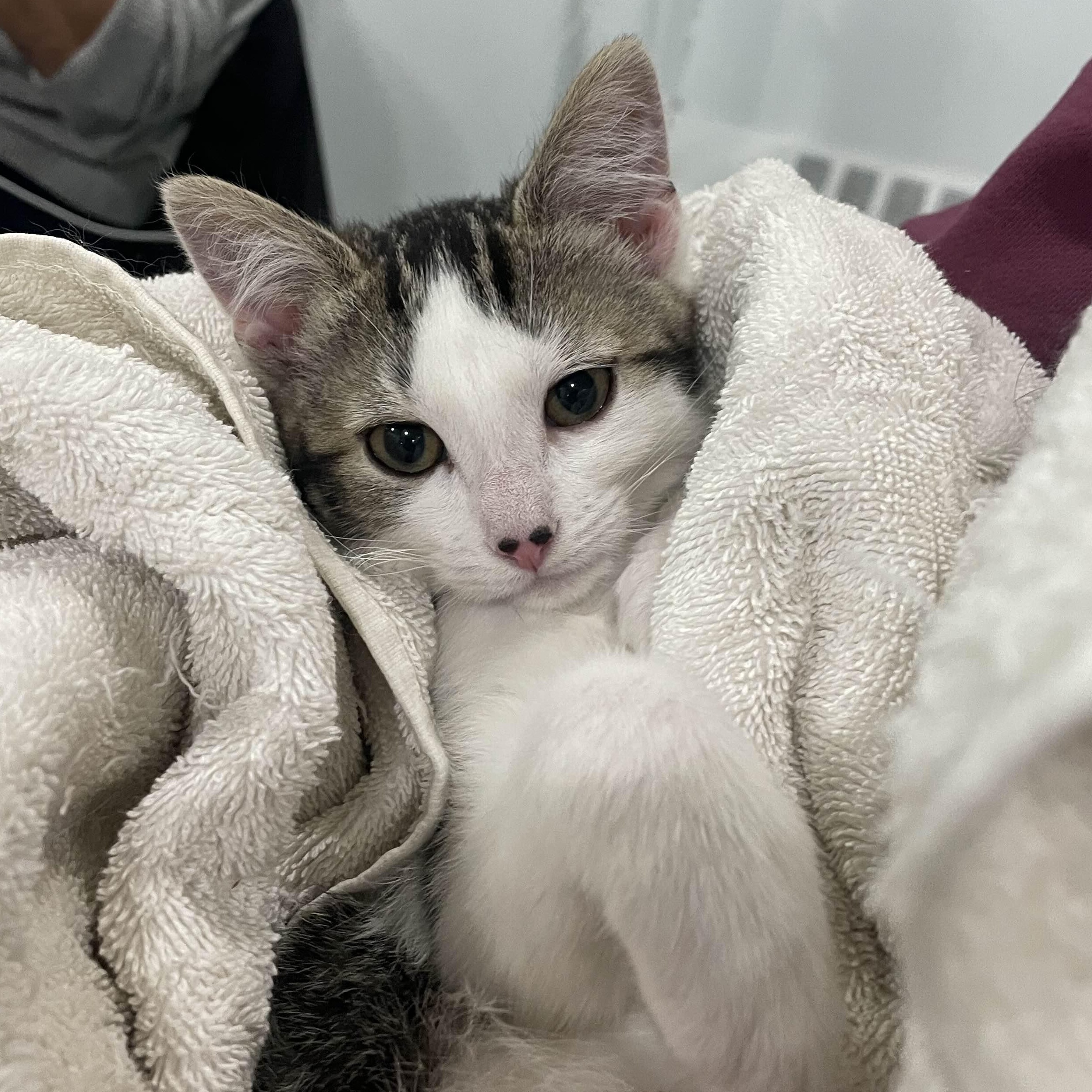 Enlarge Miss Piggy, a ADOPTABLE Domestic Medium Hair in Weehawken, NJ image 2/6