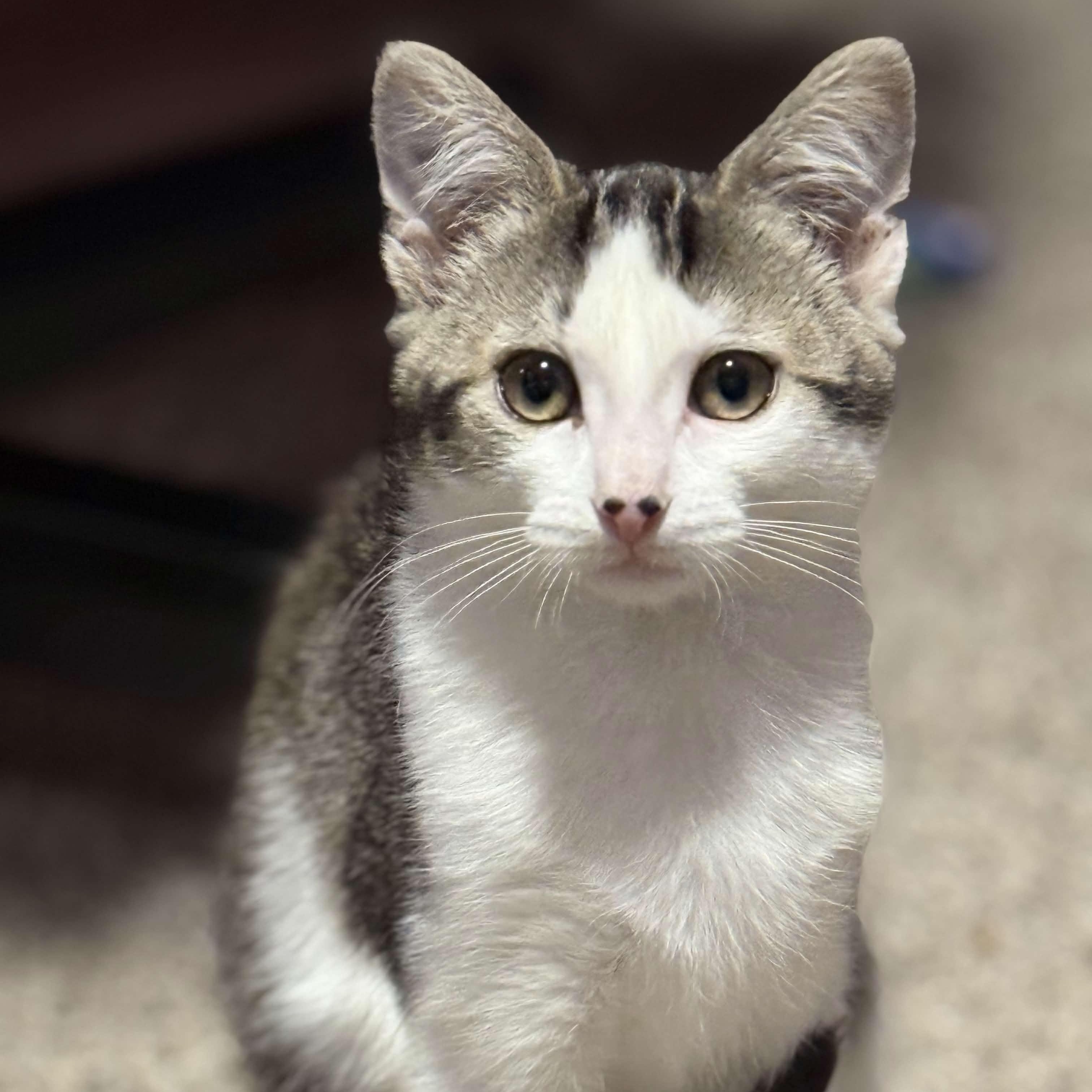 Enlarge Miss Piggy, a ADOPTABLE Domestic Medium Hair in Weehawken, NJ image 1/6