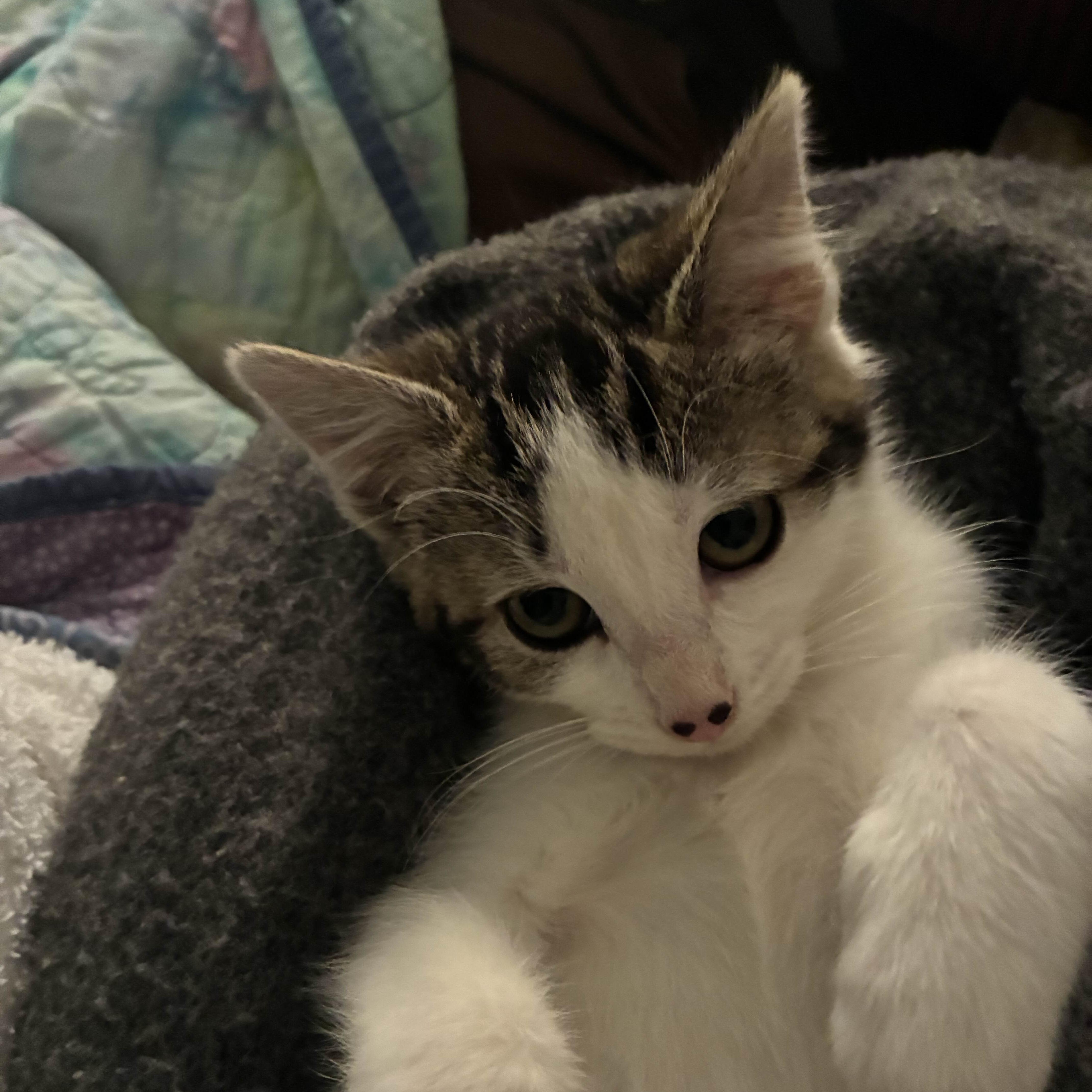 Miss Piggy thumbnail 2