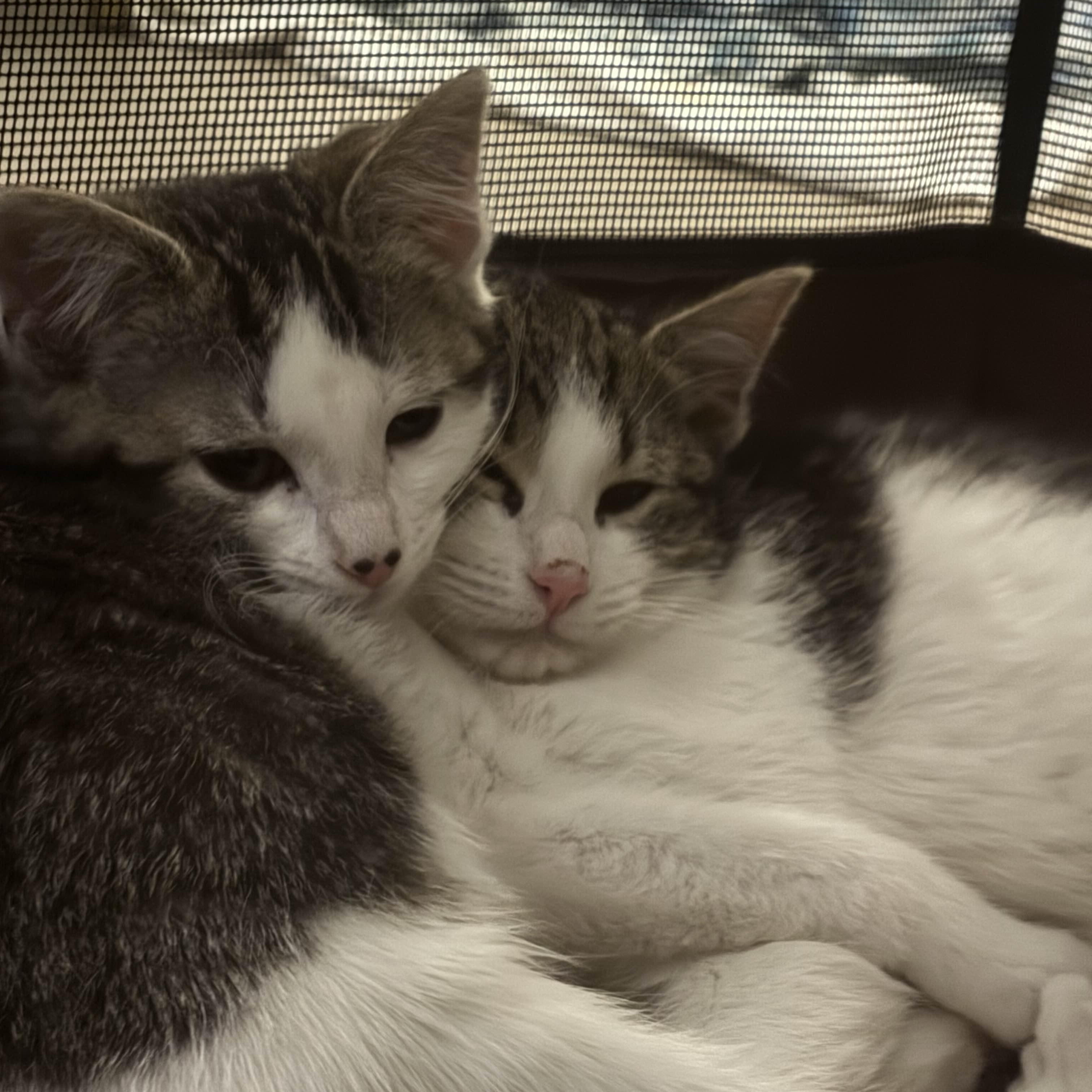 Enlarge Miss Piggy, a ADOPTABLE Domestic Medium Hair in Weehawken, NJ image 6/6