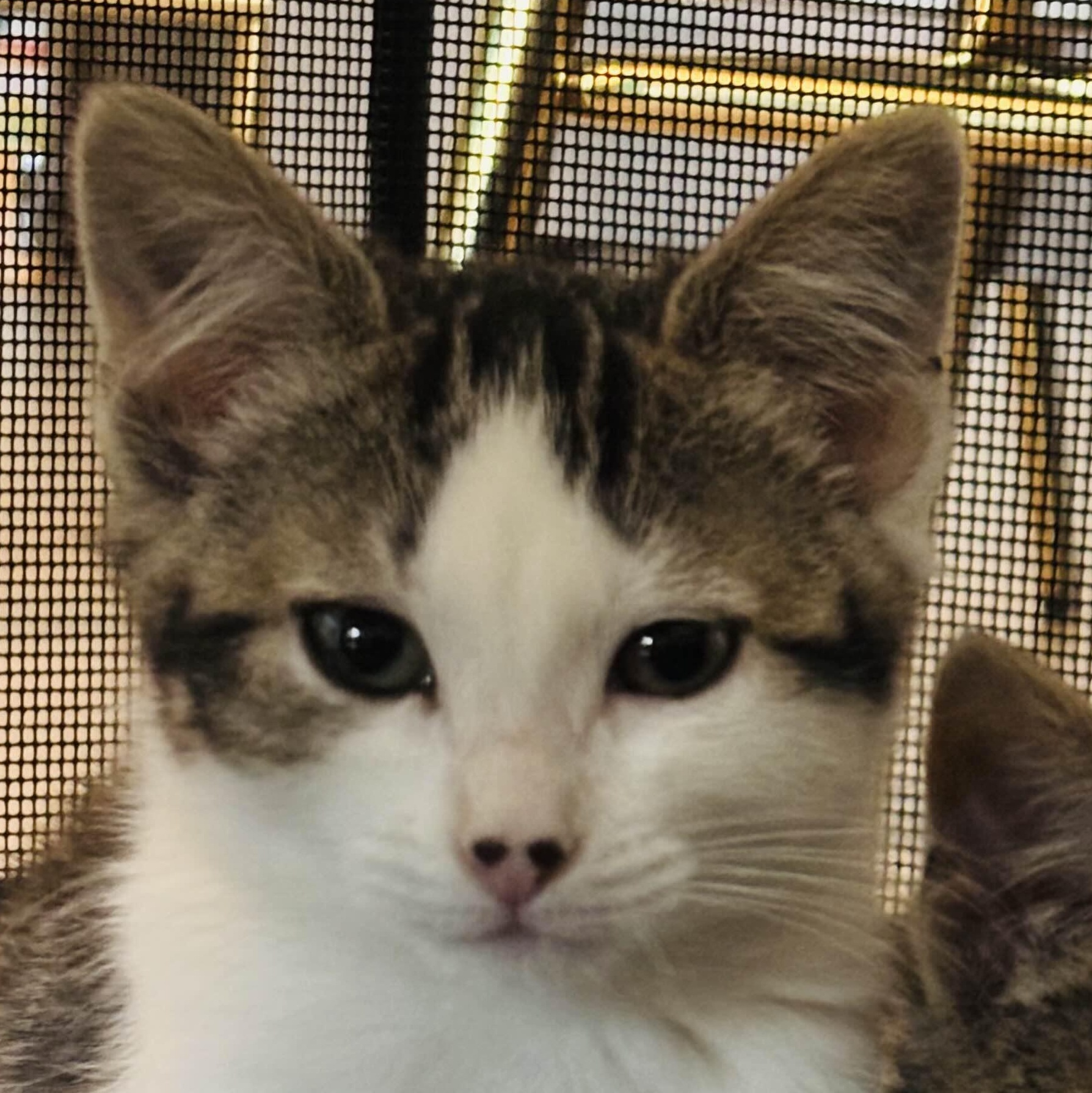 Enlarge Miss Piggy, a ADOPTABLE Domestic Medium Hair in Weehawken, NJ image 3/6