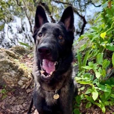 Max, a Adoptable German Shepherd Dog in St. Petersburg, FL image 3/6