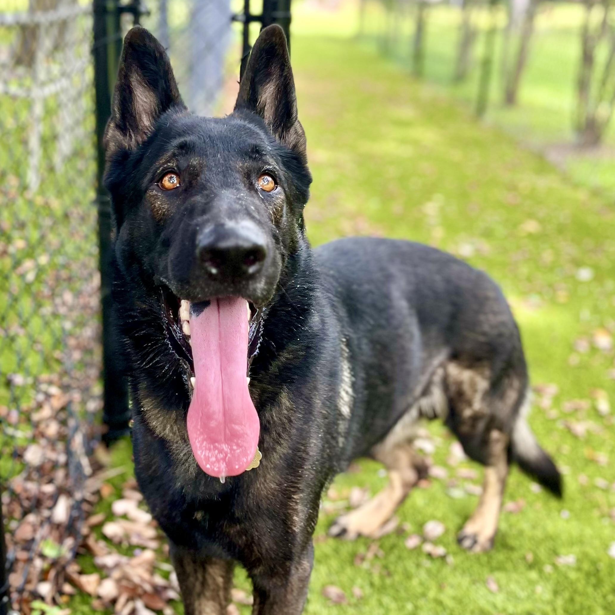 Max, a Adoptable German Shepherd Dog in St. Petersburg, FL image 4/6