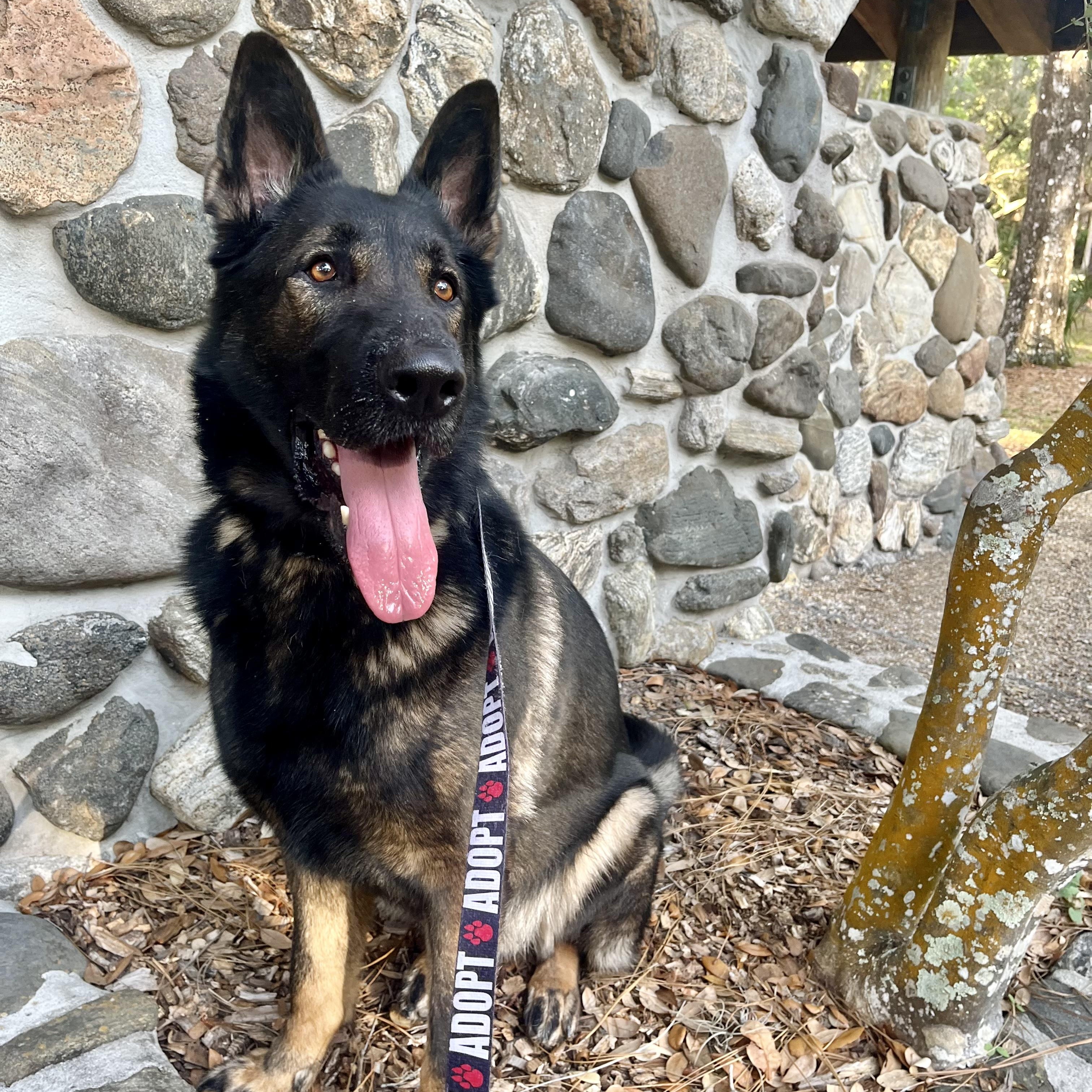 Max, a Adoptable German Shepherd Dog in St. Petersburg, FL image 2/6