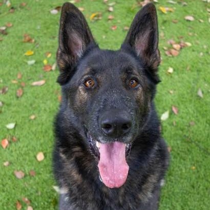 Max, Adoptable, Adult Male German Shepherd Dog.