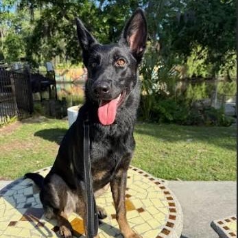 Max, a Adoptable German Shepherd Dog in St. Petersburg, FL image 1/6