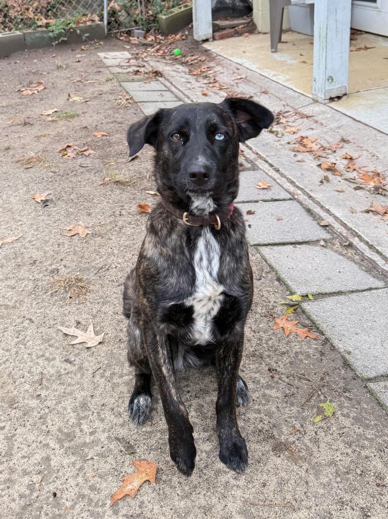 Poppie, Adoptable, Young Female Australian Shepherd & Mixed Breed.