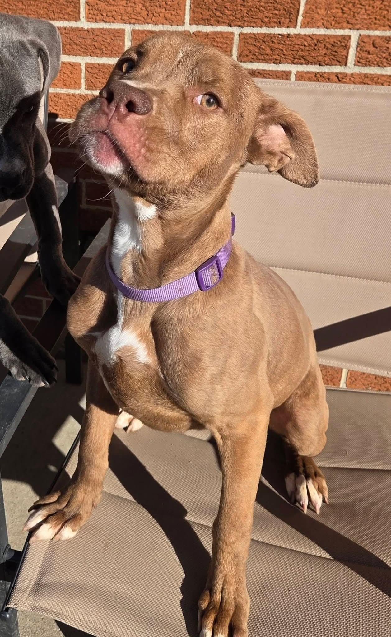 Clifford , ADOPTABLE, Puppy Male Pit Bull Terrier.