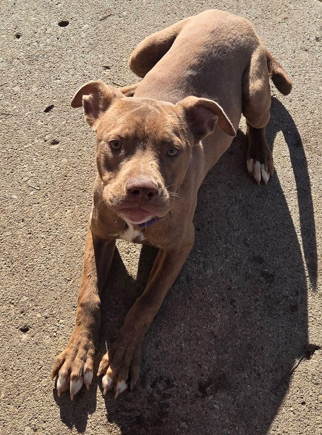 Enlarge Clifford , a ADOPTABLE Pit Bull Terrier in Camden, OH image 2/2