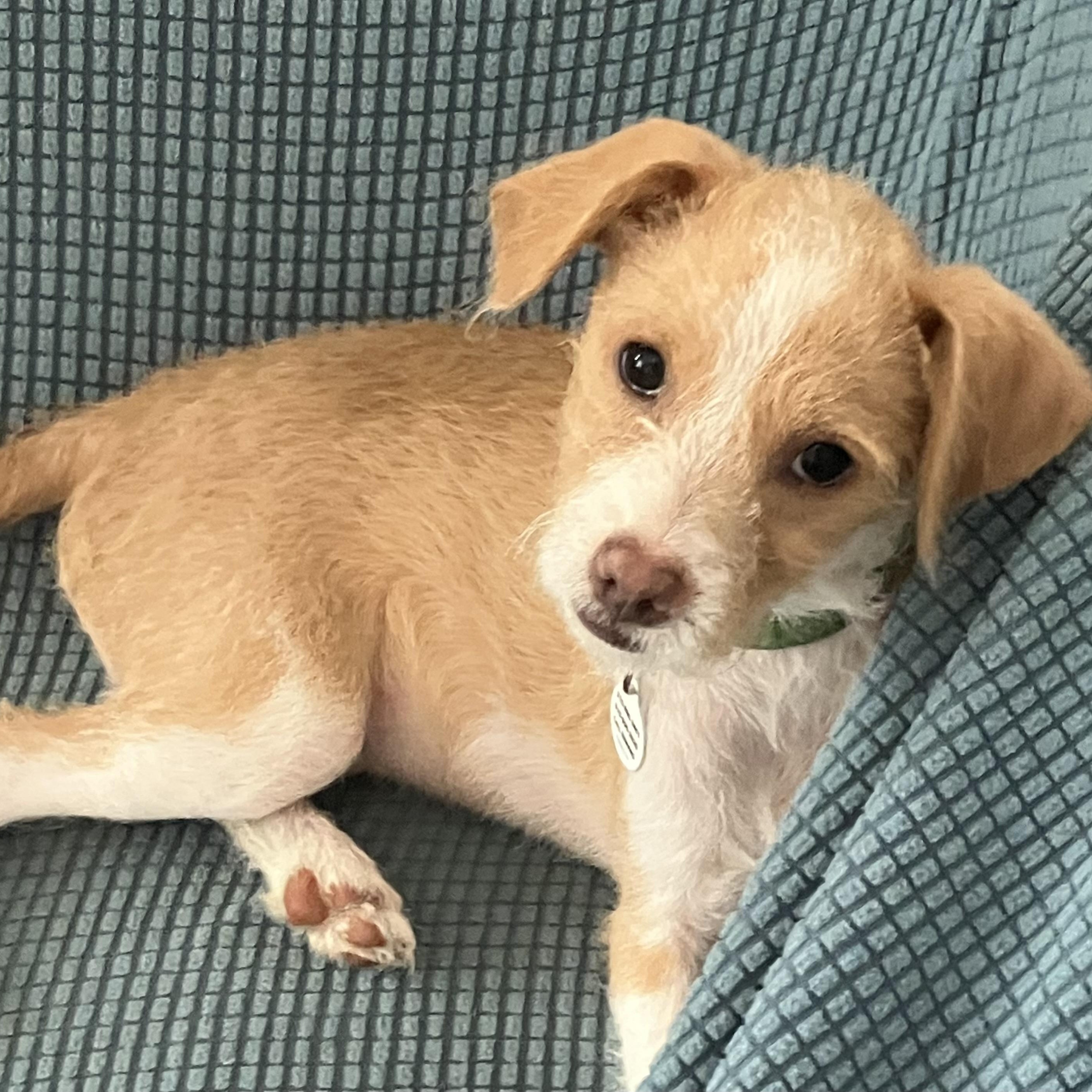 Luca, ADOPTABLE, Puppy Male Border Terrier & Terrier.