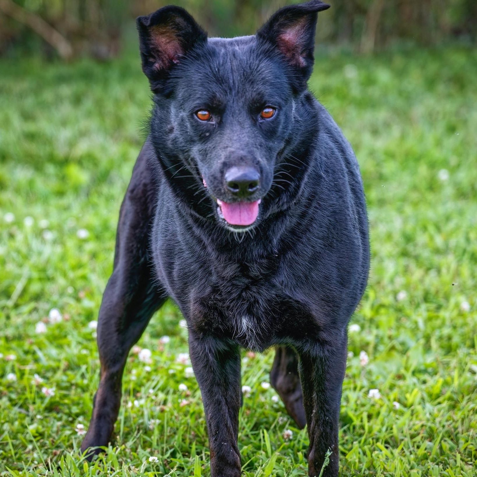 Enlarge Sunny, an adopted mixed breed in Clarinda, IA image 3/5