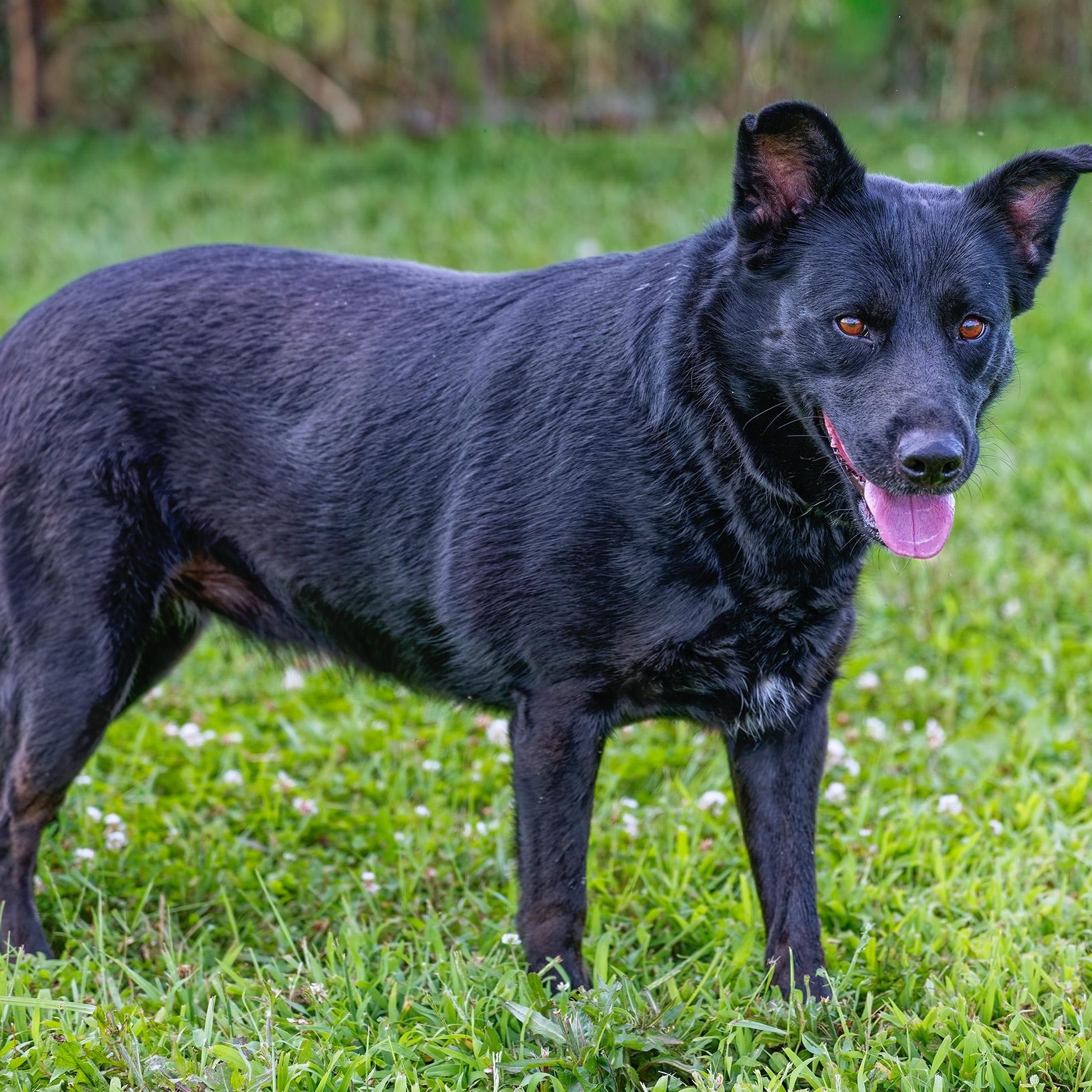 Enlarge Sunny, an adopted mixed breed in Clarinda, IA image 4/5
