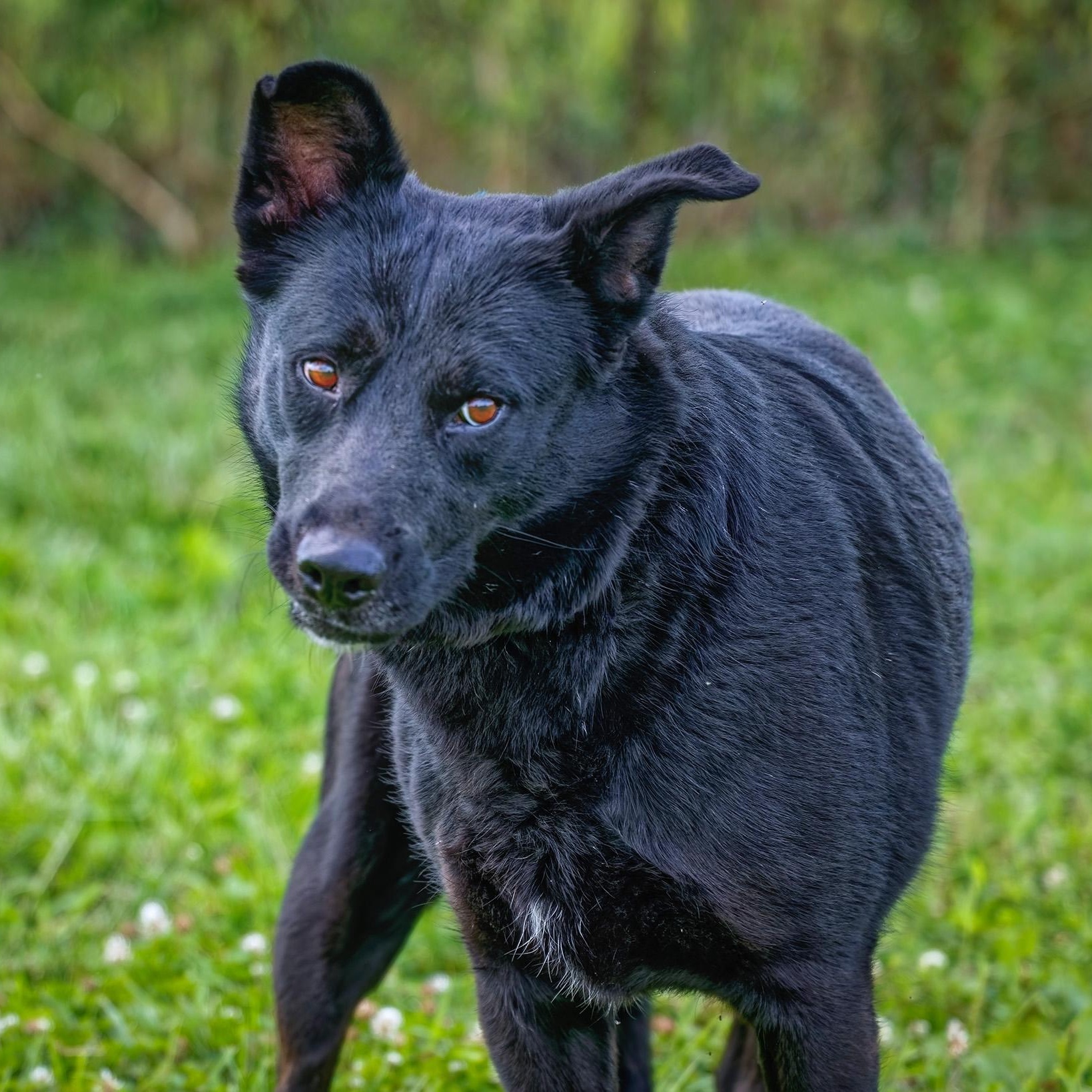 Sunny, adopted, Adult Female Husky.