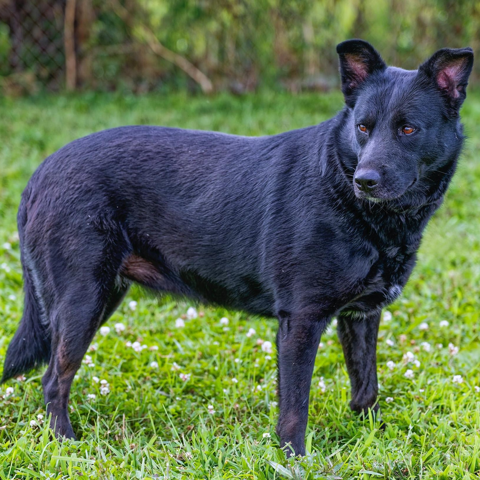 Enlarge Sunny, an adopted mixed breed in Clarinda, IA image 2/5