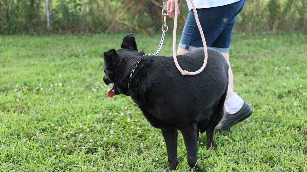 Enlarge Sunny, an adopted mixed breed in Clarinda, IA video 5/5