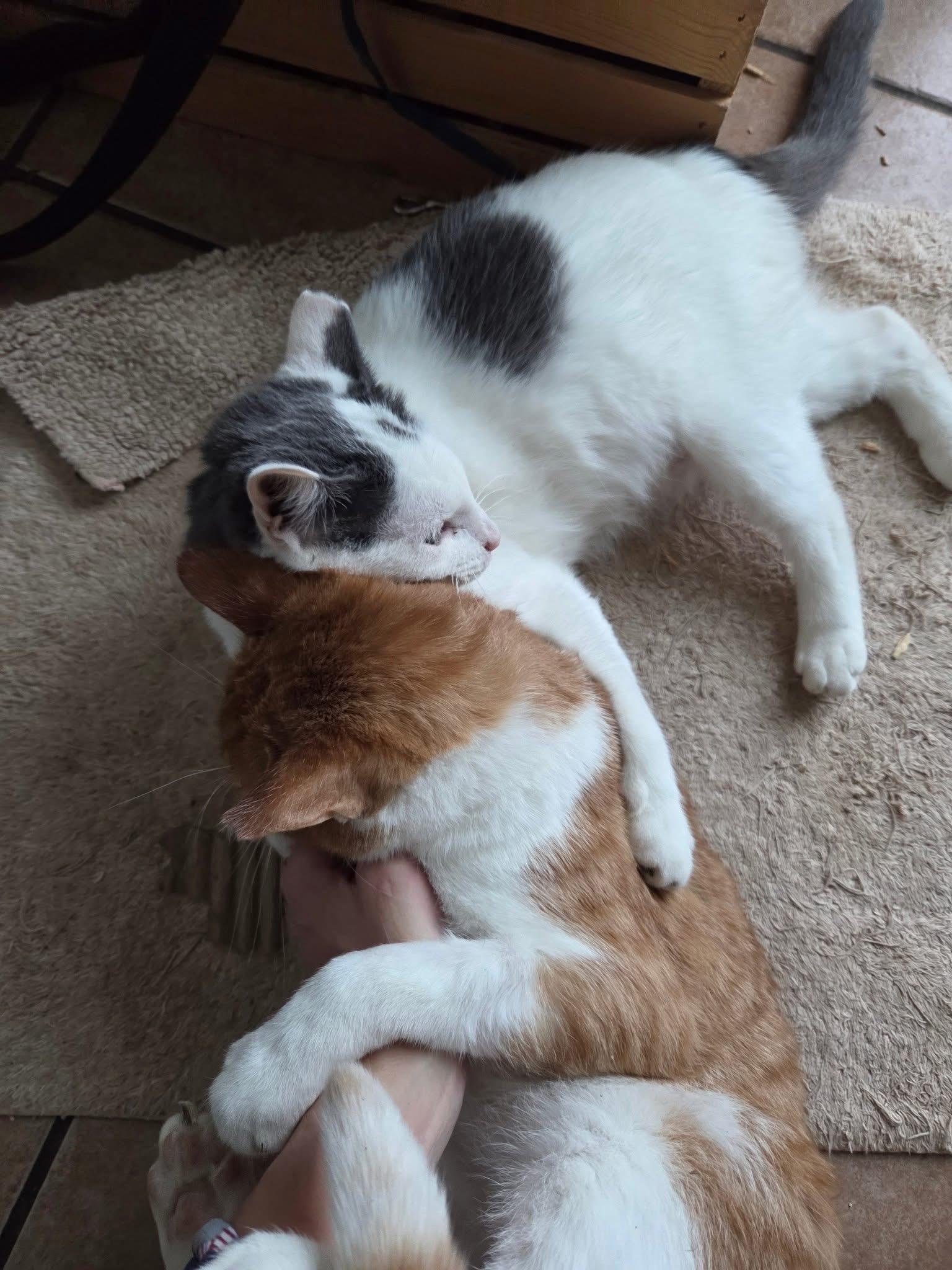 Enlarge Hazmat and Mia, a ADOPTABLE Domestic Short Hair in Milwaukee, WI image 2/5