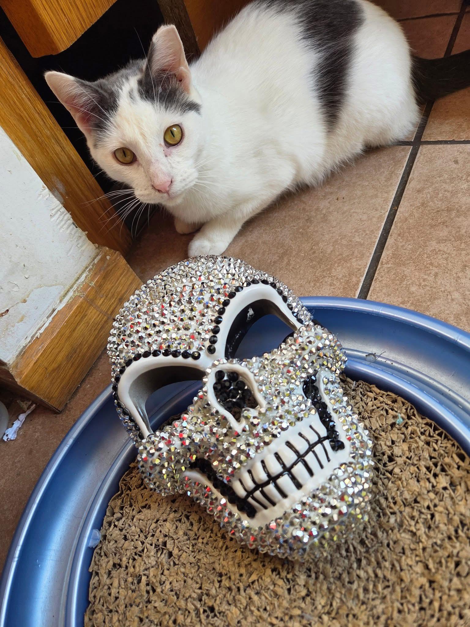 Enlarge Hazmat and Mia, a ADOPTABLE Domestic Short Hair in Milwaukee, WI image 4/5