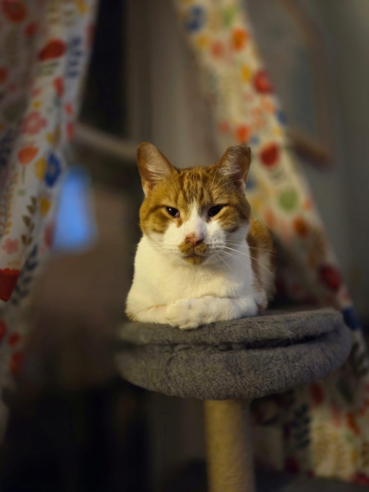 Enlarge Hazmat and Mia, a ADOPTABLE Domestic Short Hair in Milwaukee, WI image 5/5