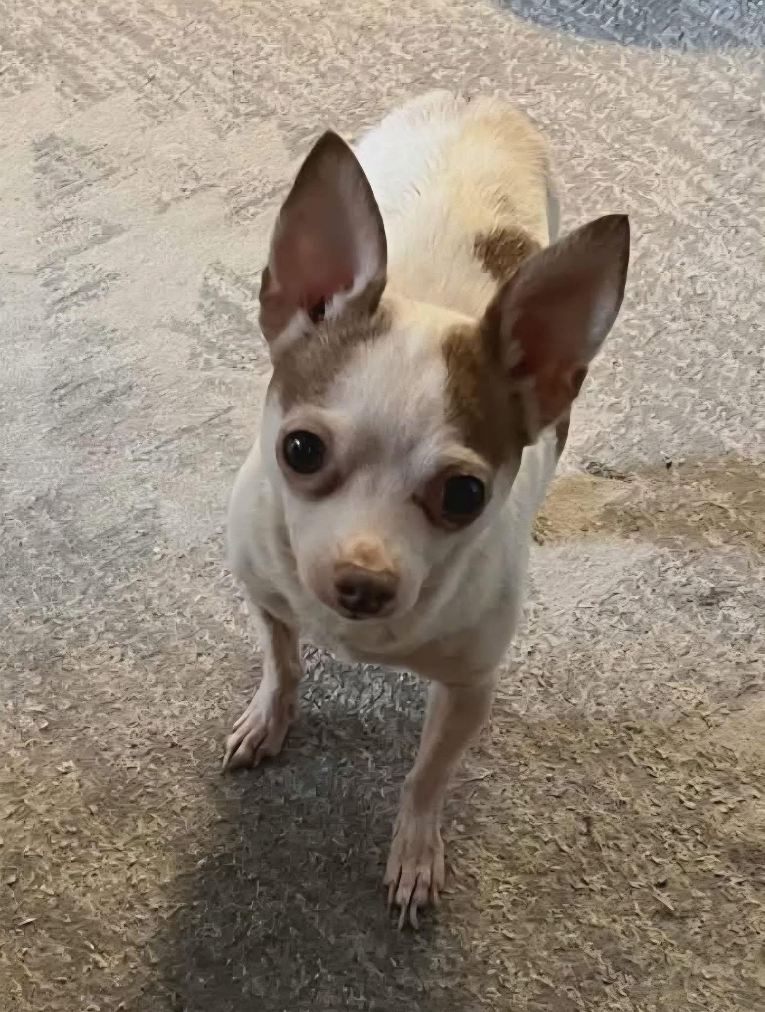 LOKEY, adopted, Adult Male Chihuahua.