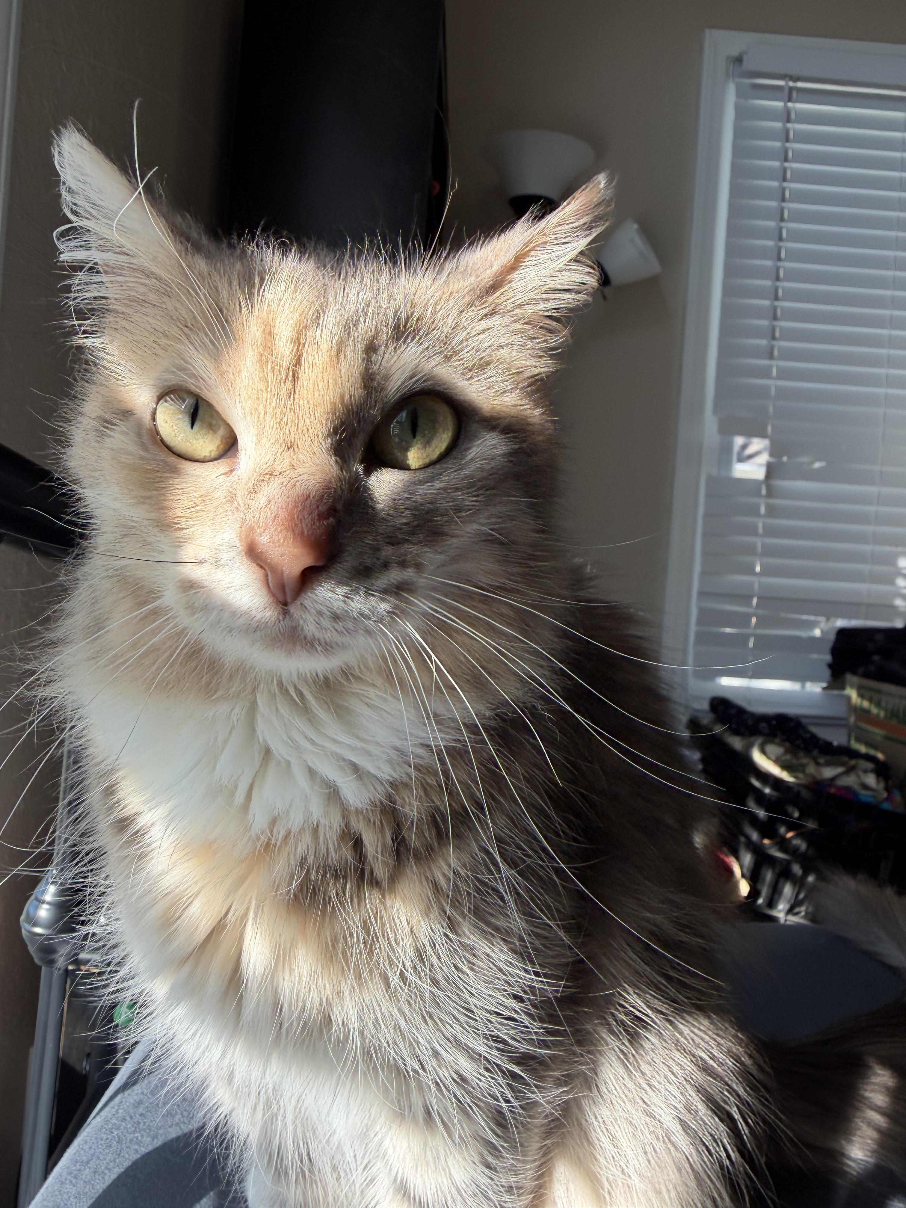 Enlarge Tabitha, a Adoptable mixed breed in Knoxville, TN image 2/6