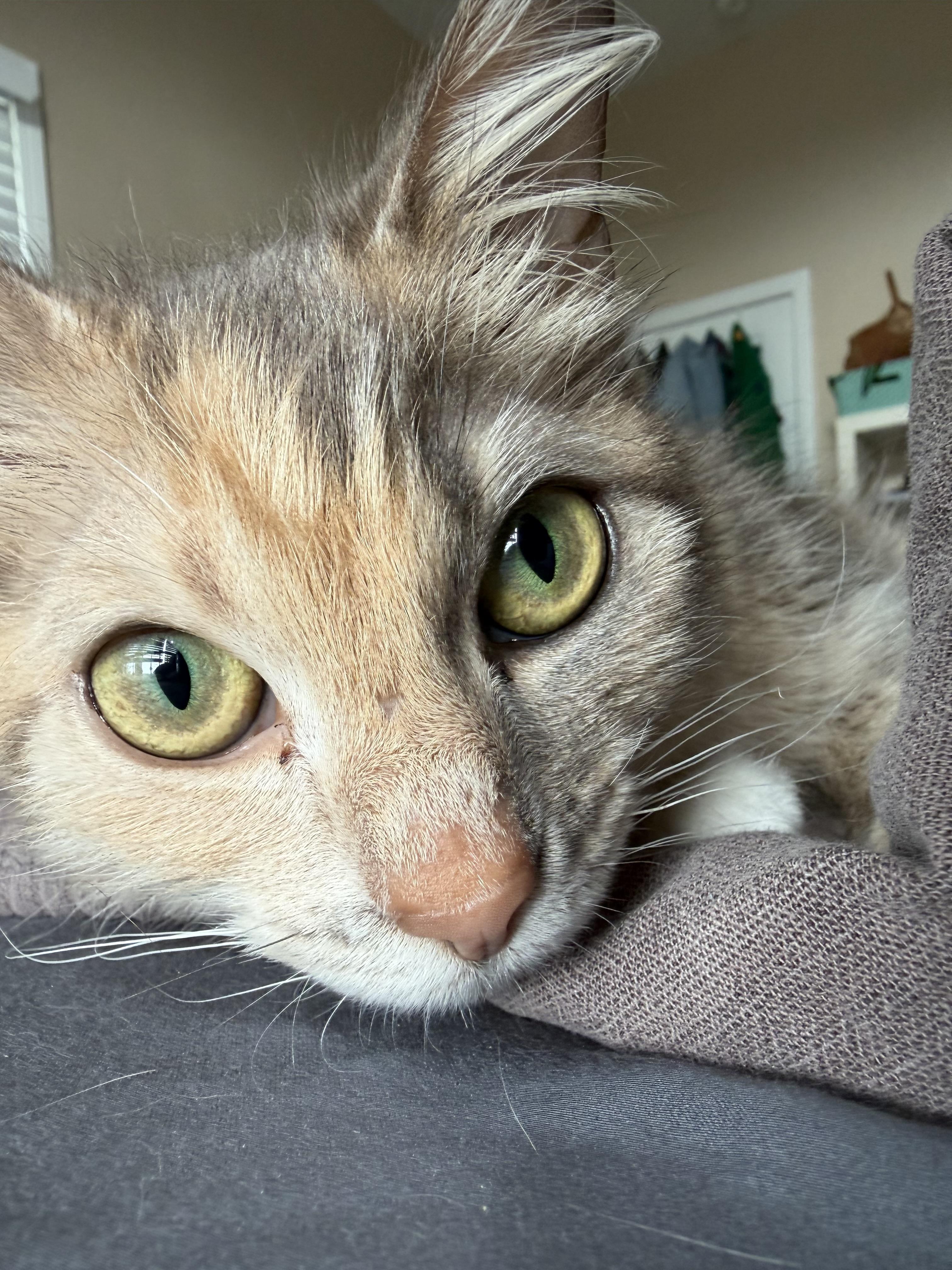 Enlarge Tabitha, a Adoptable mixed breed in Knoxville, TN image 3/6