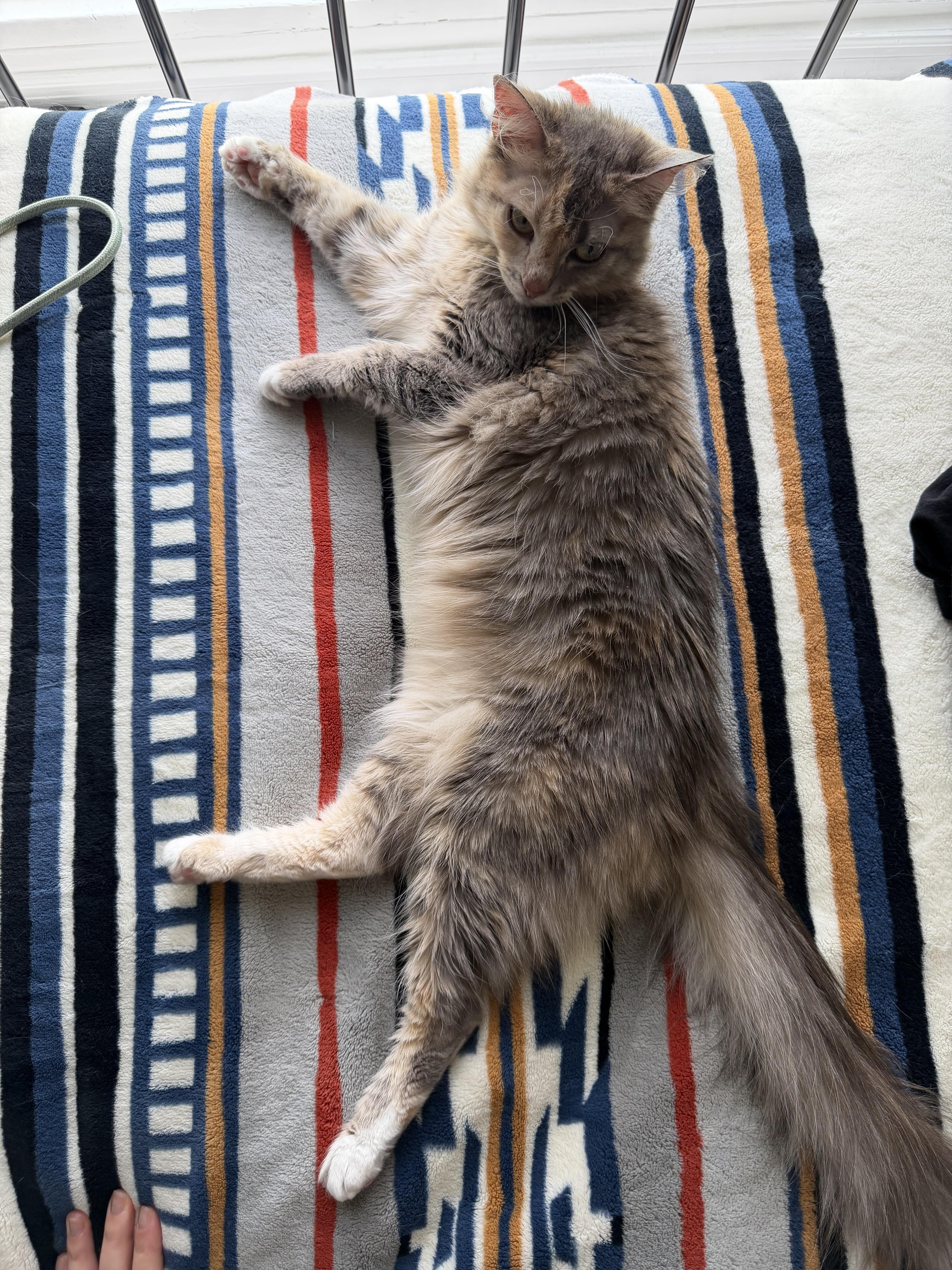 Enlarge Tabitha, a Adoptable mixed breed in Knoxville, TN image 4/6