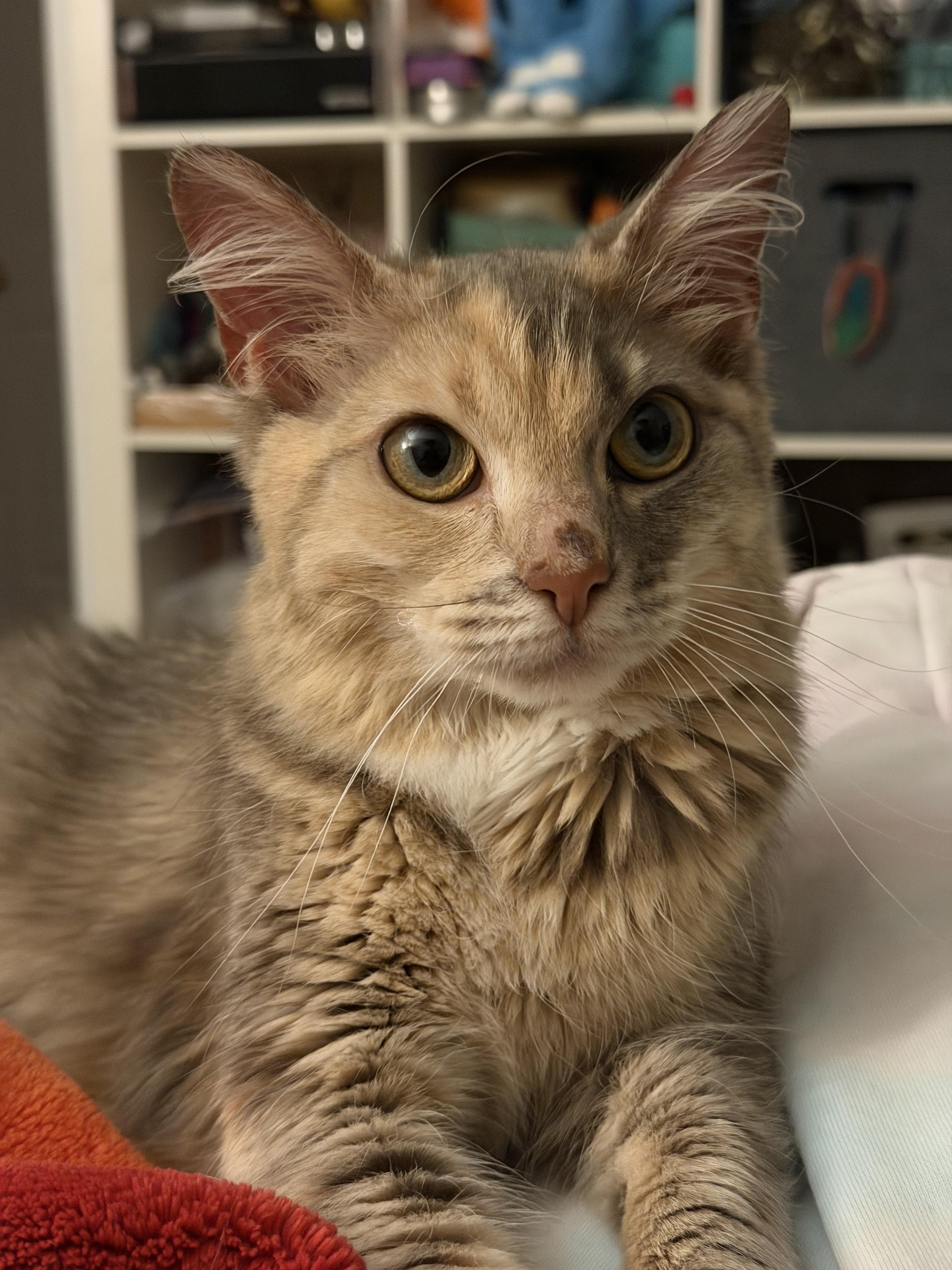 Enlarge Tabitha, a Adoptable mixed breed in Knoxville, TN image 5/6