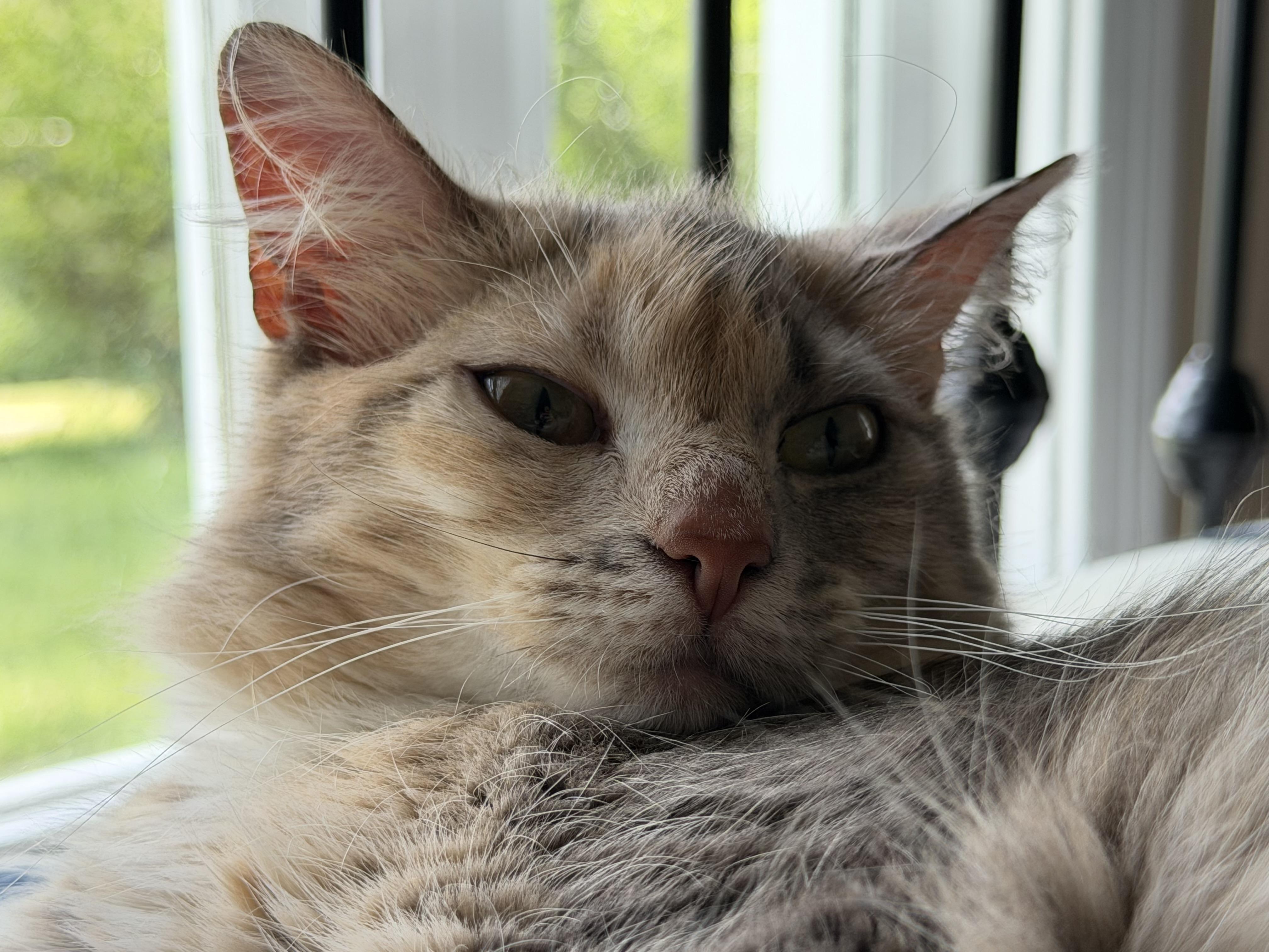 Enlarge Tabitha, a Adoptable mixed breed in Knoxville, TN image 6/6