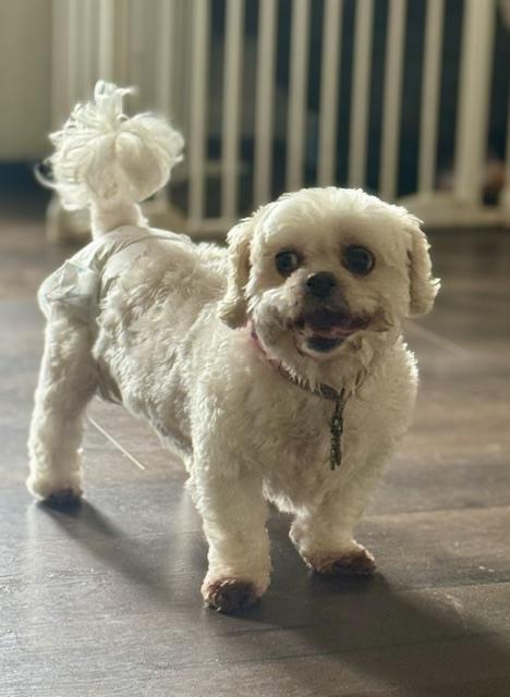 Winnie, a ADOPTABLE mixed breed in Springfield, VA image 1/2